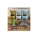 花 苗木 多肉植物 じぶんで植える 多肉 寄せ植えキットA