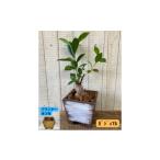花 苗木 インテリア 植物 ガジュマル プランター
