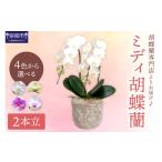 花 ミディ胡蝶蘭 2本立 配送不可地域:北海道