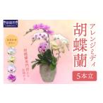 花 アレンジミディ胡蝶蘭 5本立 配送不可地域:北海道