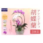 花 アレンジミディ胡蝶蘭 3本立 配送不可地域:北海道