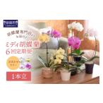花 ミディ胡蝶蘭 1本立 1年間 6回 隔月定期便