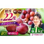 ぶどう 2027年発送 2回定期便 訳ありぶどう