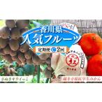 果物類 みかん フルーツ定期便C 2回 さぬきキウイっこ 約1kg