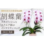 花 D368 農林水産大臣賞受賞品種 鉢も楽しむ