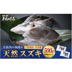 魚貝類 若狭湾の朝獲れ 天然 スズキ 約500g