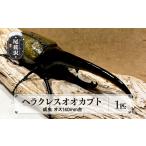 生き物 昆虫の王様 ヘラクレスオオカブト
