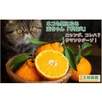 みかん 柑橘類 デコポン 不知火 旨時 体に優しい玉ちゃん