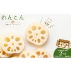 人参 大根 他根菜 テレビでも話題 産れんこん
