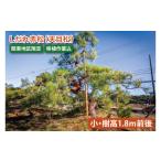 花 苗木 移植作業込 しだれ赤松 天目松 小 樹高1.8m前後