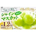 果物類 ぶどう 訳あり シャインマスカット 約1.2kg
