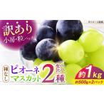 ピオーネ シャインマスカット 2種セット