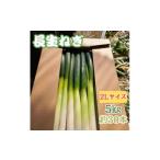 fu.... налог овощи вид лук порей Chiba префектура длина рисунок блок Chiba префектура длина рисунок блок производство [ длина сырой лук порей ]2L размер 5kg( примерно 30шт.@) 1580614