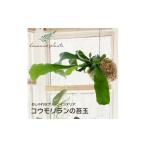 花 苗木 盆栽 苔玉 コウモリラン ビカクシダ