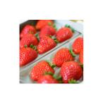 ふるさと納税 いちご 奈良県 天理市 〈農家直送〉奈良県産いちご贅沢食べ比べセット 古都華(ことか)&奈乃華(なのか) (各1パック) 1572237
