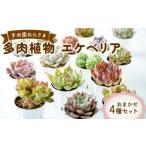 花 苗木 観葉植物 多肉園おひさま エケベリア