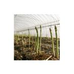 fu.... налог овощи вид спаржа Hokkaido . хорошо . город 2026 год отправка . хорошо . производство house культивирование зеленый aspala(M~L смешивание размер )800g 1595903