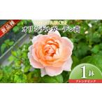 苗木 市場をはじめ愛好家から オリジナルガーデン苗