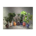 花 苗木 3本セット 国内産 亜熱帯観葉植物