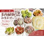 花 苗木 ばあちゃん家のリメイク鉢付きおまかせセット