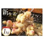 CI379 島原百年生姜 新生姜 1kg
