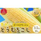 とうもろこし 2027年 旭川近郊産 黄色いとうもろこし