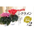 花 種類 色お任せ シクラメン 5号鉢×2鉢