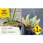 苗木 Yucca rigida ユッカ リギダ 1株