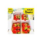 ふるさと納税 いちご 静岡県 御前崎市 《限定3月発送》 朝採り同日出荷 イチゴ　御前崎産かおり野　1kg(250g×4パック)｜フルーツ 果物 くだもの 果実 おやつ …