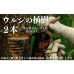 感謝状等 思いやり型返礼品 ウルシの木の植樹2本分~伝統技術