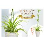 花 苗木 BI176 鉢植えで飾る チランジア