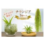 花 苗木 BI177 チランジア 3種