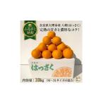 みかん 柑橘類 八朔10kgご 令和9年1月以降