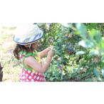 fu.... налог body . билет Kumamoto префектура . хорошо .2026 год голубика .. брать . body .(1 имя ) 2026 год 7 месяц сверху . до отправка предположительно body . билет фрукты .. фрукты .......