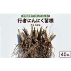 fu.... налог овощи вид дикоросы Tochigi префектура .. блок line человек чеснок рассада корень 40шт.@(4 год ~5 год предмет ) l чеснок чеснок чеснок огород культивирование овощи рассада овощи приправа кулинария производство земля...