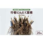 fu.... налог овощи вид дикоросы Tochigi префектура .. блок line человек чеснок рассада корень 20шт.@(4 год ~5 год предмет ) l чеснок чеснок чеснок огород культивирование овощи рассада овощи приправа кулинария производство земля...