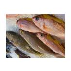 旬の鮮魚等 泊漁港直送 沖縄美ら 魚4kgセット