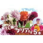 花 新鮮 綺麗 秋田のダリア〈5本〉 45P7805