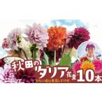 花 新鮮 綺麗 秋田のダリア〈10本〉 90P7806