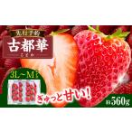 ふるさと納税 いちご 奈良県 生駒市 2026年1月発送 高級いちご「古都華」3L〜Mサイズ2パック 先行予約 ことか 甘い 糖度 濃い 濃厚 果汁 香り 朝摘み いちご…