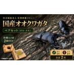 生き物 オオクワガタ ペア 特製えさ皿2個付き
