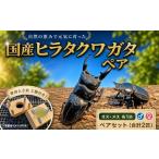 生き物 ヒラタクワガタ ペア 特製えさ皿2個付き