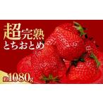 ふるさと納税 いちご 栃木県 茂木町  いちご 選手権金賞農園の 厳選&完熟&朝摘み とちおとめ レギュラーサイズ 約270g × 4パック 合計 約1080g 1月中…