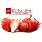 ふるさと納税 いちご 栃木県 茂木町  先行受付：1月中旬以降発送 いちご「茂木完熟いちご」　篠崎さんが育てた 朝どれ とちあいか 大粒 約270g×4パック 合計 …