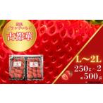 ふるさと納税 いちご 奈良県 奈良市 「6FARMの 古都華いちご」 限定出荷 〈6FARM〉 いちご 苺 奈良ブランド苺 イチゴ ブランド 古都華 大粒 奈良県 奈良市 な…