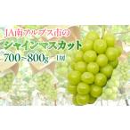 ふるさと納税 ぶどう マスカット 山梨県 南アルプス市 寄附金額改定 日本テレビ「ZIP 」で取り上げられました 令和7年発送先行予約 シャインマスカット1房(約…