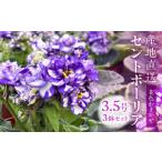 花 セントポーリア3鉢セット 四季咲き 家庭菜園