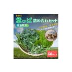 fu.... налог комплект *... Kyoto (столичный округ) юг . город No.5334-0232 рептилии для сезон. лист .. набор 60 размер 
