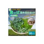 ふるさと納税 セット・詰合せ 京都府 南丹市 No.5334-0234 爬虫類用 訳あり野菜と季節の葉っぱ詰め合わせ 60サイズ