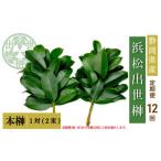 榊 浜松出世榊 本榊 純 1対 2束